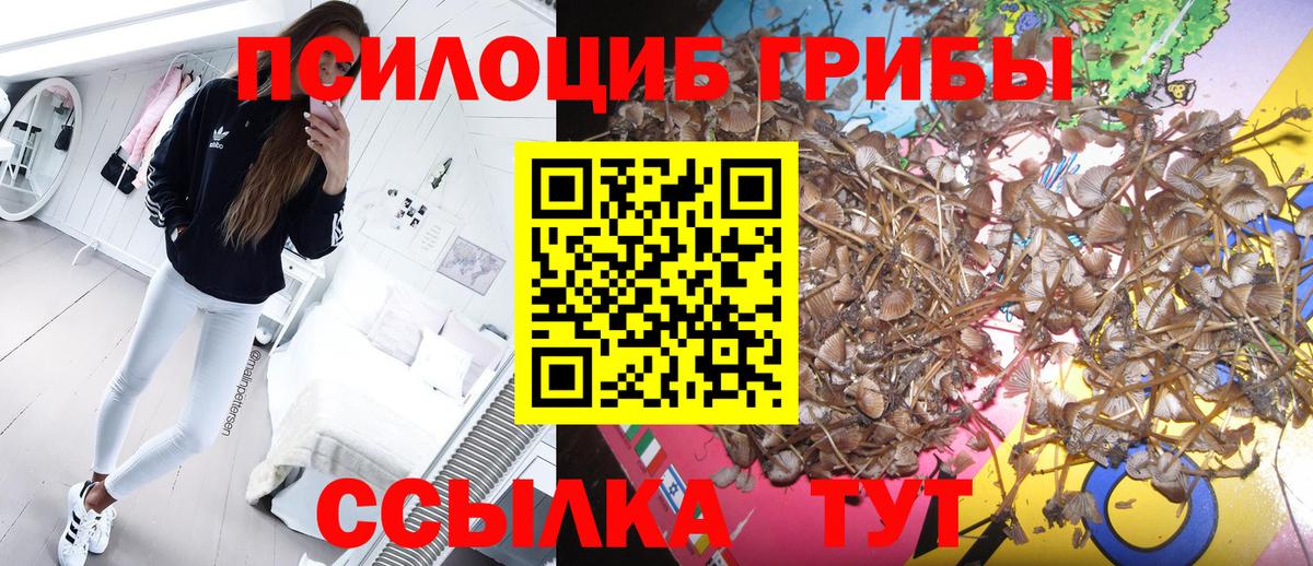 Галлюциногенные грибы Psilocybe Кимры